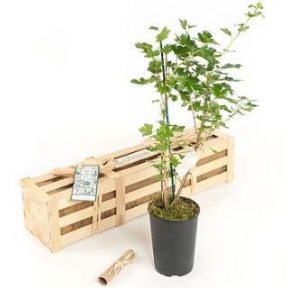 gooseberry bush new baby gift by the gluttonous gardener