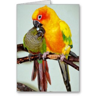 Colorful Shelter Birds Greeting/Note Cards