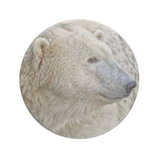 Polar Bear Side View Coaster