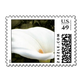 Captivating Calla Lily Postage