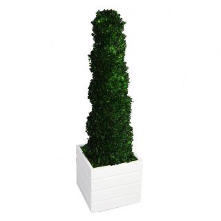 Laura Ashley 56 inch Tall Preserved Natural Spiral Boxwood Topiary