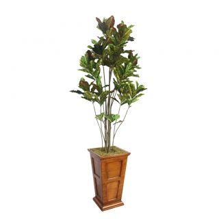 Laura Ashley 91 Tall Croton Tree With Multiple Trunks In 16 Fiberstone Planter