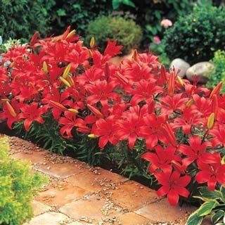 Red Carpet Border Lilies  Flowering Plants  Patio, Lawn & Garden