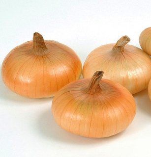 Cipollini Mini Gold Coin Onion 250 Seeds  Current Rage  Flowers  Patio, Lawn & Garden