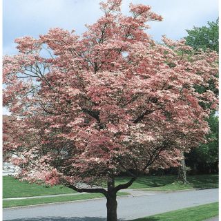 5.98 Gallon Pink Flowering Dogwood (L3181)