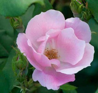 Blushing Knockout Rose   3 Gallon  Shrub Plants  Patio, Lawn & Garden