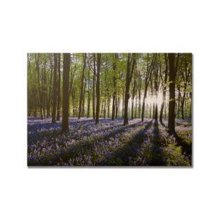 Graham & Brown Portfolio Bluebell Landscape Printed Photographic Print on Can