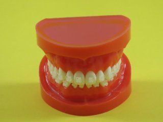Dental Model Anatomy Typodont Orthodontic Ceramic Brackets Roth TYPODONT5 ANGELUS  Other Products  