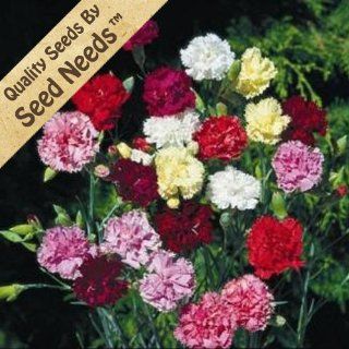 100 Flower Seeds, Carnation "Grenadin Double Mixture" (Dianthus caryophyllus) Seeds By Seed Needs  Dianthus Plants  Patio, Lawn & Garden