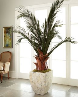 Oversized Palm in Planter