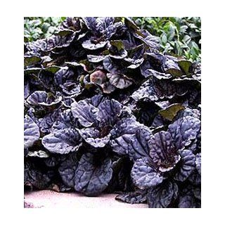Mahogany Bugleweed Ajuga Ground Cover Plants (1 order contains 2 potted plants)  Vine Plants  Patio, Lawn & Garden
