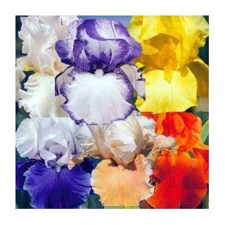 12 Rhizome Collection 6 Different Reblooming Irises  Iris Plants  Patio, Lawn & Garden