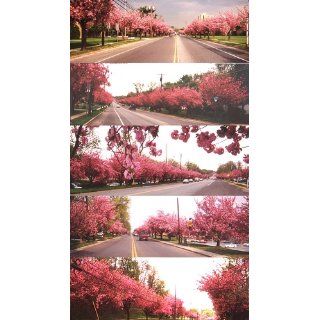 Cherry Hill New Jersey (Images of America) Mike Mathis 9780738501932 Books