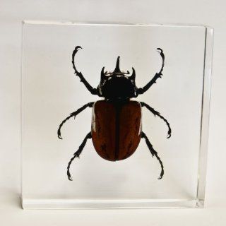Real Five Horned Rhino Beetle in Acrylic Block