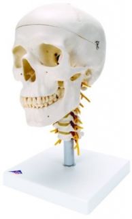 3B Scientific A20/1 Plastic 4 Part Human Skull Model on Cervical Spine, 7.9" x 5.3" x 6.1"
