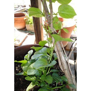 Climbing Malabar Spinach 60 Seeds   Ornamental/Edible  Spinach Plants  Patio, Lawn & Garden