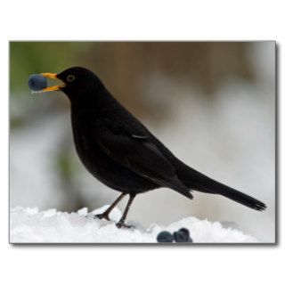 Blackbird eating grapes in snow postcard