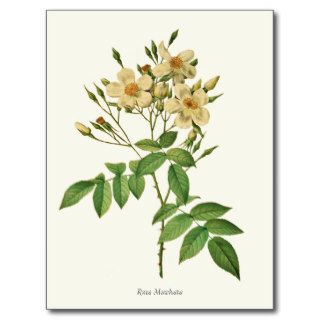 Vintage White and Yellow Rose Botanical Print Postcards