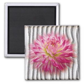 Pink and White Dahlia Magnet