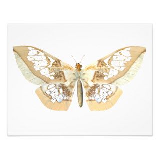 GlassWing Butterfly Personalized Announcements