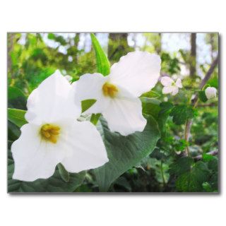 Michigan Trillium , postcard