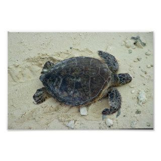 Green sea turtle posters