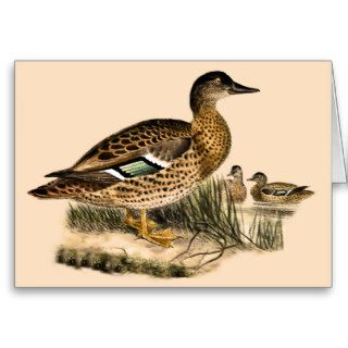 Hawaiian Duck (Anas wyvilliana) Cards