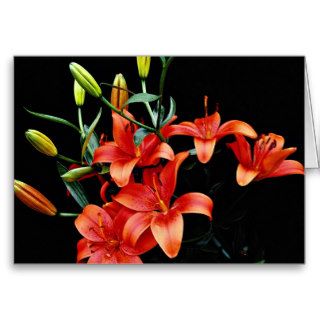 Spring lily, firecracker  flowers greeting cards