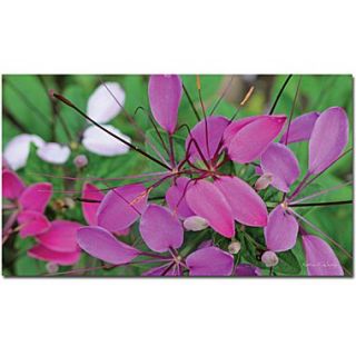 Trademark Global Kathie McCurdy Cleome Canvas Art, 24 x 47  Make More Happen at