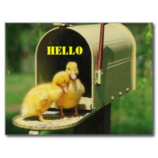 Baby Ducks Post Card