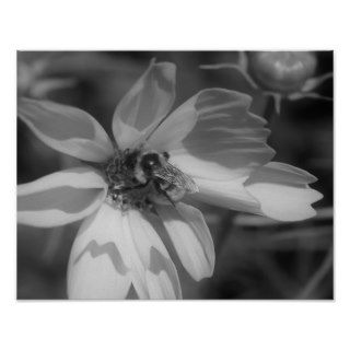 Bee On Cosmos Flower Black White Nature Print