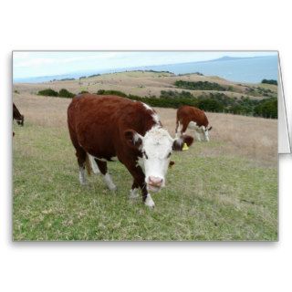 Funny Talking Cow Greeting Cards