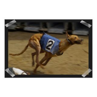 Racing Greyhound Dog Poster Print