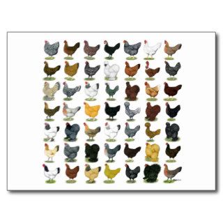 49 Chicken Hens Post Card