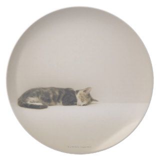 Sleeping cat dinner plates