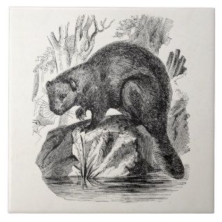 Vintage Beaver 1800s Beavers Illustration Template Tiles