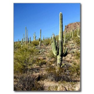 Sonoran Desert scene 03 Post Cards
