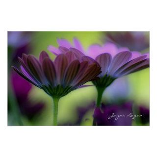 Poster Art, South African Daisies, fine art photo Poster