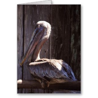 Brown Pelican Cards