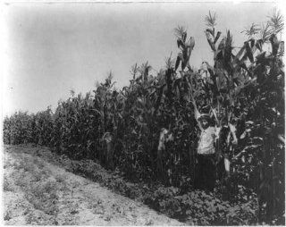 Photo Corn crop, Lamb Fish Lumber Company's plantation near Charleston, Mississippi, MI   Prints