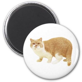 British Shorthair Cream and White Bicolor Cat Magnet