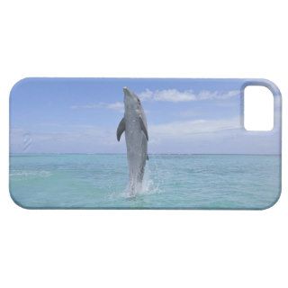 Common Bottlenose Dolphin Swimming Backwards on iPhone 5 Covers