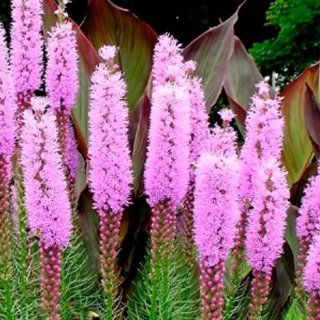 40 Seeds, Gayfeather (Liatris spicata) Seeds By Seed Needs  Flowering Plants  Patio, Lawn & Garden