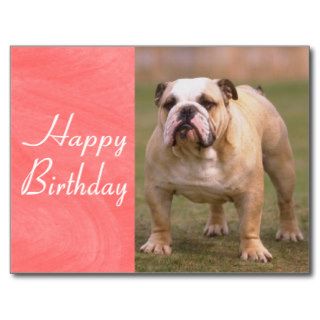 Happy Birthday English Bulldog Pink Postcard