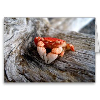 Driftwood Crab Note Card