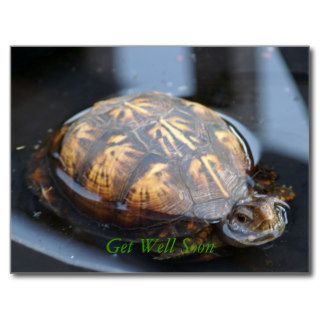 Get well soon turtle Postcard