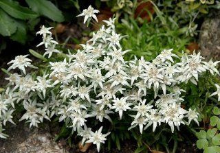 Edelweiss 100 Seeds Leontopodium alpinum Sound of Music  Flowering Plants  Patio, Lawn & Garden