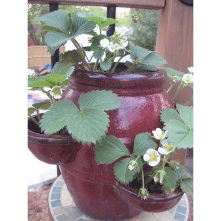 25 Evie Everbearing Strawberry Plants   BEST BERRY   Bare Root Plants  Patio, Lawn & Garden