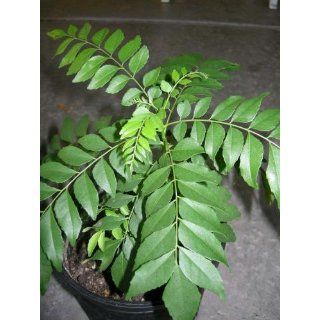 Curry Leaf Plant (Murraya koenigii)  Herb Plants  Patio, Lawn & Garden