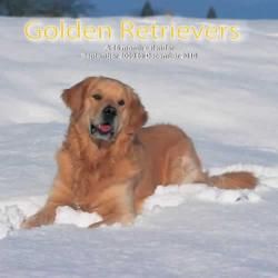 Golden Retrievers 2010 Calendar General